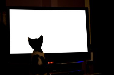 Curious Cat Watching Television