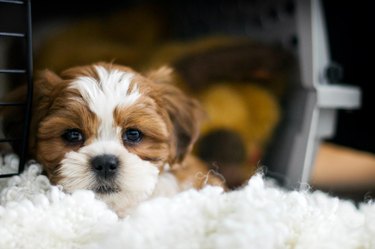 Stop puppy from peeing in outlet crate