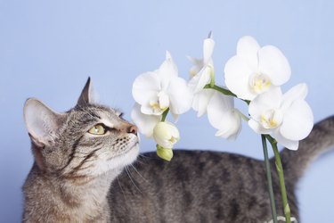 Tabby cat sniffing flowers of white orchids
