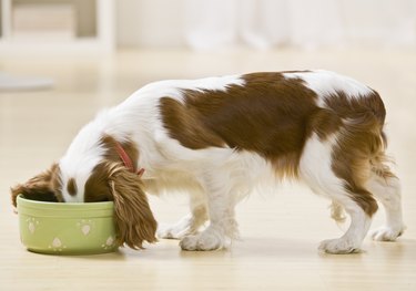 Puppy eating from green bowl