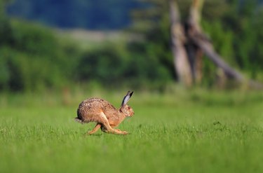 Brown hare running