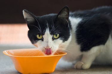 Cat showing tongue