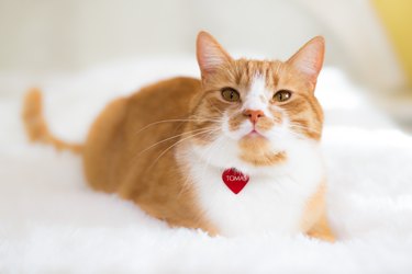 Orange cat with red tags on a white blanket