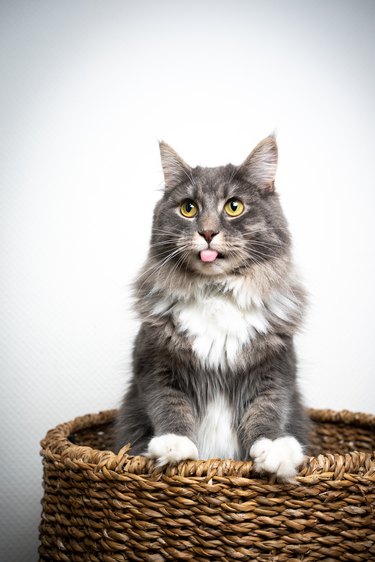 Fluffy gray cat in basket with its tongue sticking out
