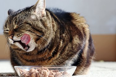 A cat licks their mouth while eating.
