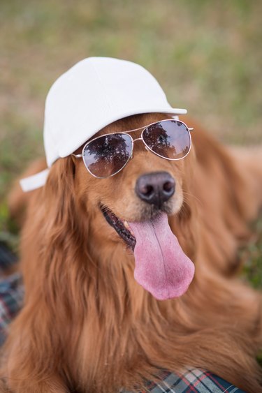 golden retriever with hat and sunglasses