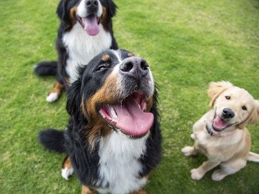 Three dogs at a park