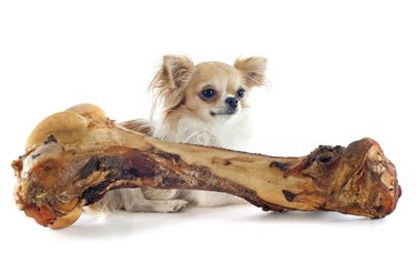 chihuahua and bone