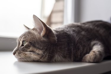 Cute cat lying on the windowsill and sadly looking out the window.