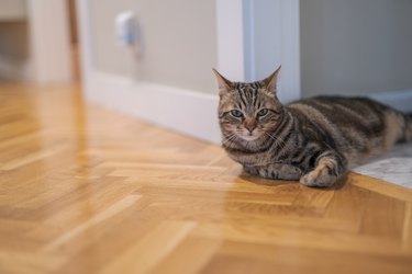 Beautiful short hair cat