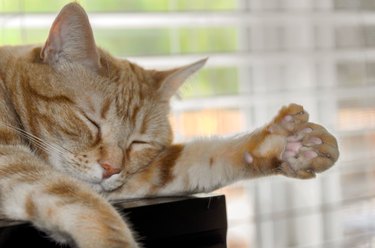 Closeup of polydactyl cat sleeping showing extra toes