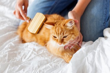 Woman combs a dozing cat's fur.