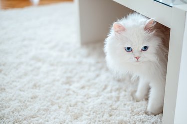 White cat under the table