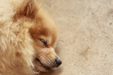 Pomeranian dog having sweet dream, focus on the eye, with copy space