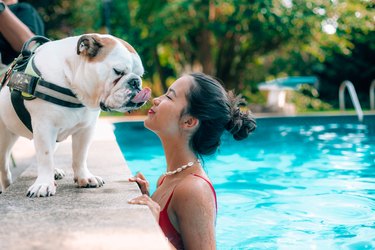 a girl  kissing english bulldog at poolside
