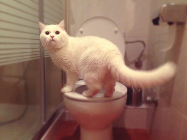 Cat standing on toilet seat
