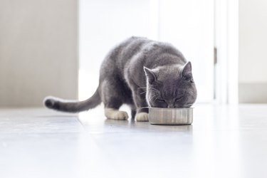 Gray cat eating from bowl