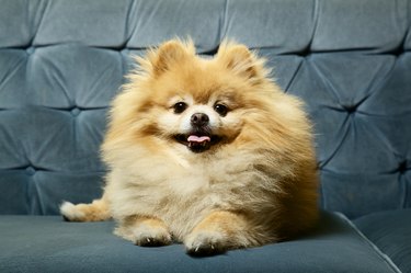 Pomeranian