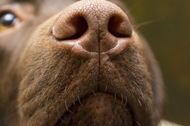 brown nose of Labrador, close up