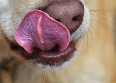 Dog licking his muzzle and lips