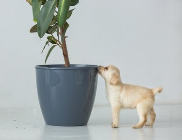 labrador puppy sniffing houseplant