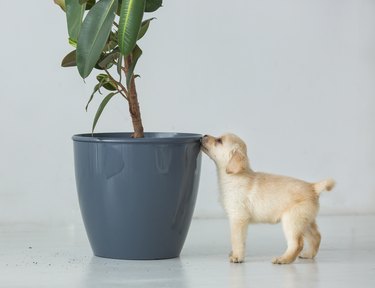 why does dog urine kill plants