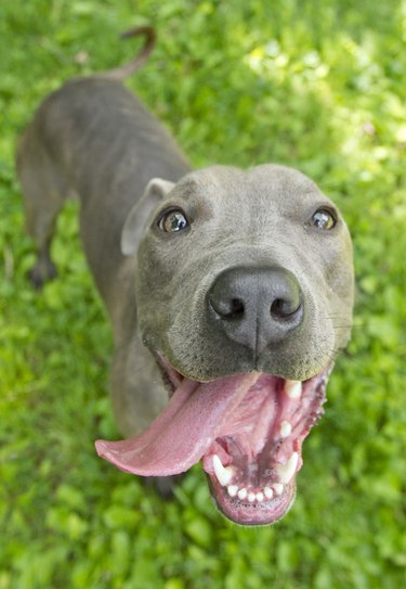 Blue nose pitbull dog