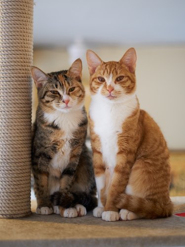 Portrait of Two Young Cats