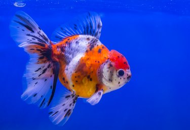 gold fish, Aquarium Addicts Anonymous