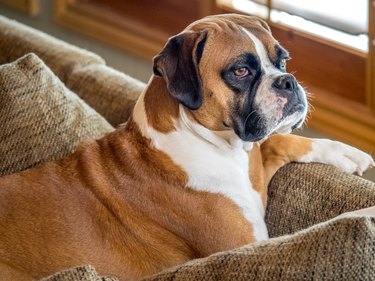 what is the breed of boxer