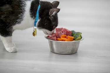 Cat Having A Meal