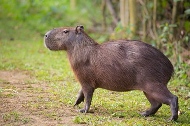 Capybara walking on land