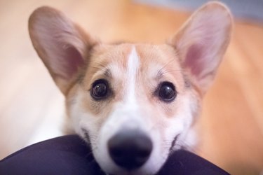 Corgi puppy smiling up close