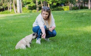 Girl spending quality time with her pug in the park