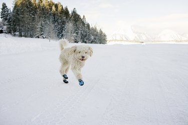 A Spanish Water Dog wearing booties and running through the snow