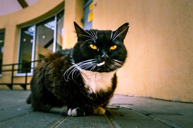 Black cat with white spot and yellow eyes squinting into the camera