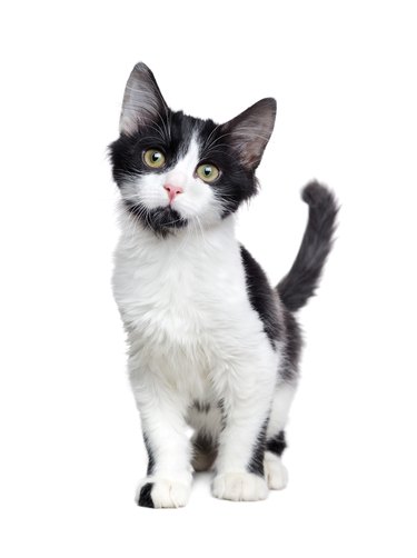 Front  view of  walking  black and white  kitten isolated on white