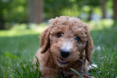 Closeup of a goldendoodle puppy chewing a stick