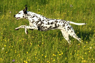 Dalmatian dog running across meadow