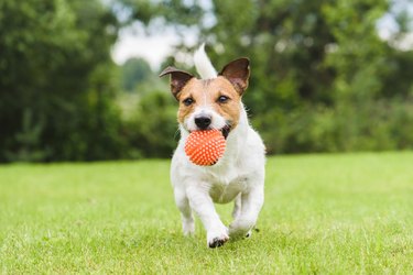 Funny pet dog playing with orange toy ball