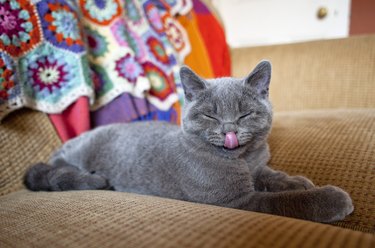Grey British shorthair kitten with tongue out
