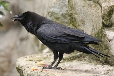 Common raven (Corvus corax).