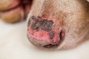 Close up of a sunburn injury in a dog nose