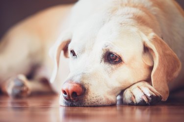 Close-Up Portrait Of Dog Lying Down