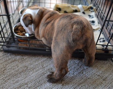 English Bulldog puppy eats in his crate