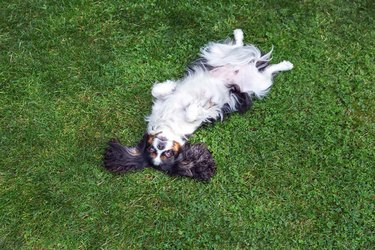 Happy dog lying upside down on grass