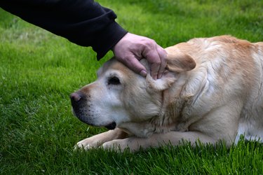 Man caress his dog outdoor at nature.