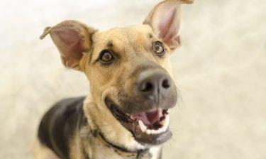 Closeup of a happy dog