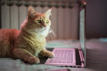 Beautiful young yellow Maine Coon cat working on laptop.