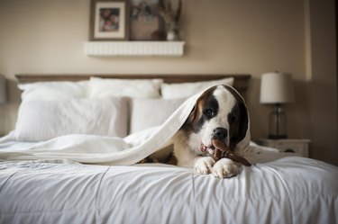 Large St. Bernard dog lays under blanket on bed chewing toy at home